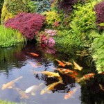 Creating A Beautiful Patio Koi Pond